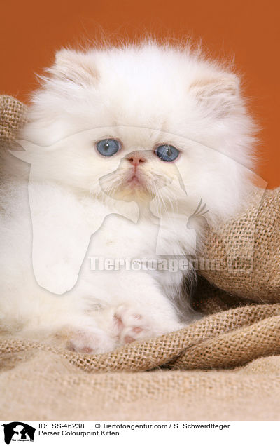 Perser Colourpoint Kitten / SS-46238