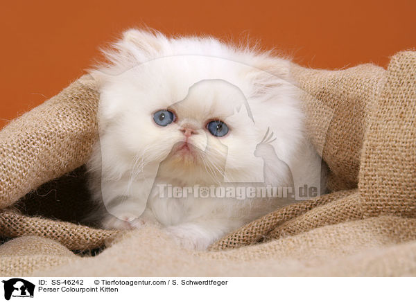 Perser Colourpoint Kitten / SS-46242
