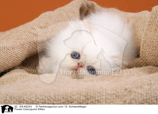 Perser Colourpoint Kitten / SS-46243