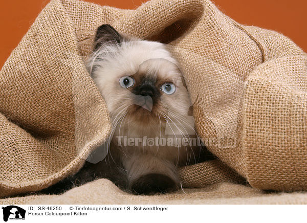 Perser Colourpoint Kitten / SS-46250