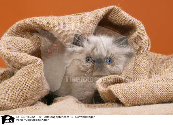 Perser Colourpoint Kitten / SS-46252