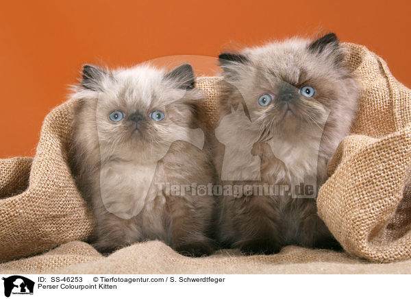 Perser Colourpoint Kitten / SS-46253