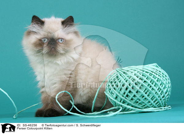Perser Colourpoint Kitten / SS-46256