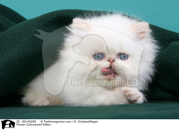 Perser Colourpoint Kitten / SS-46258