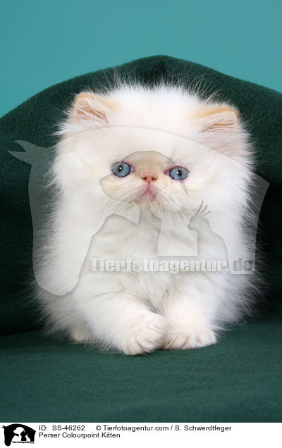Perser Colourpoint Kitten / SS-46262