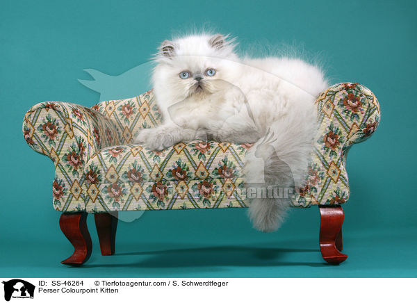 Perser Colourpoint Kitten / SS-46264