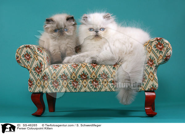 Perser Colourpoint Kitten / SS-46265