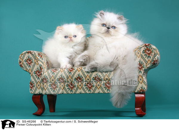 Perser Colourpoint Kitten / SS-46266