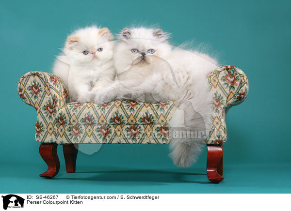 Perser Colourpoint Kitten / SS-46267