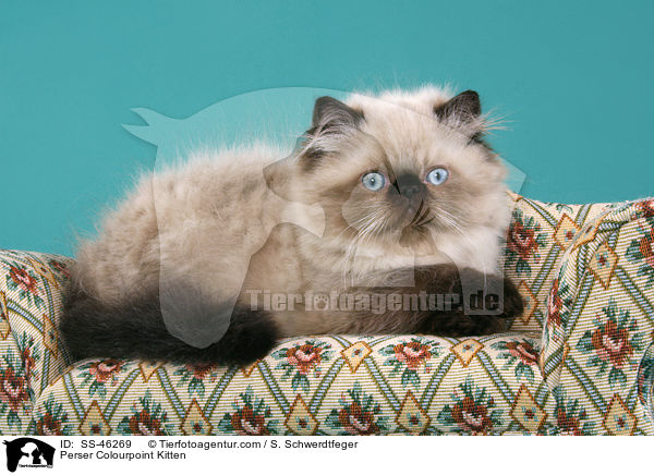 Perser Colourpoint Kitten / SS-46269
