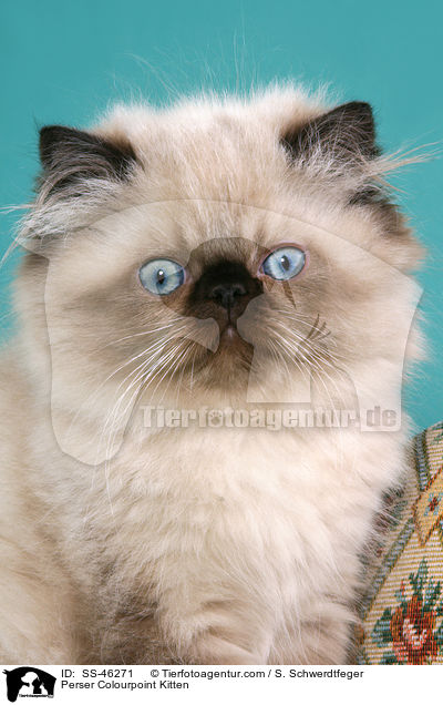Perser Colourpoint Kitten / SS-46271