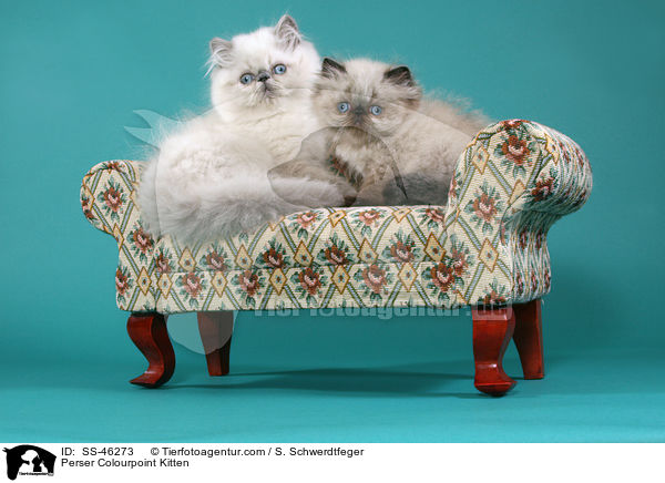 Perser Colourpoint Kitten / SS-46273