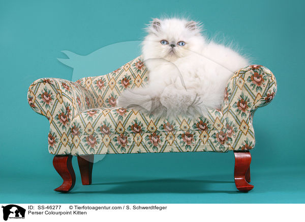 Perser Colourpoint Kitten / SS-46277