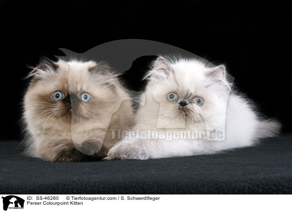 Perser Colourpoint Kitten / SS-46280