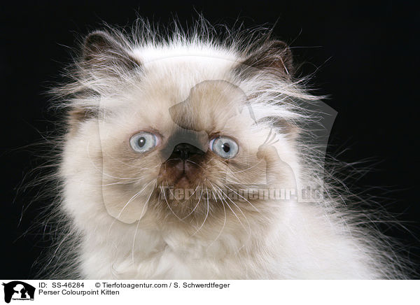 Perser Colourpoint Kitten / SS-46284