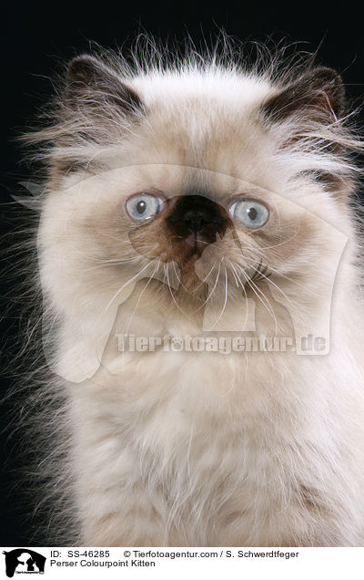 Perser Colourpoint Kitten / SS-46285