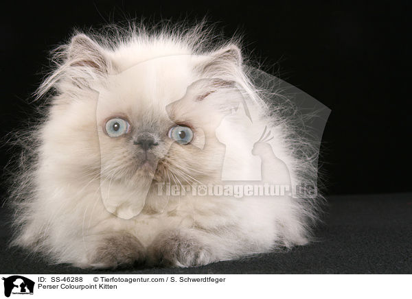 Perser Colourpoint Kitten / SS-46288