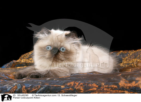 Perser Colourpoint Kitten / SS-46290