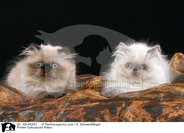 Perser Colourpoint Kitten / SS-46291