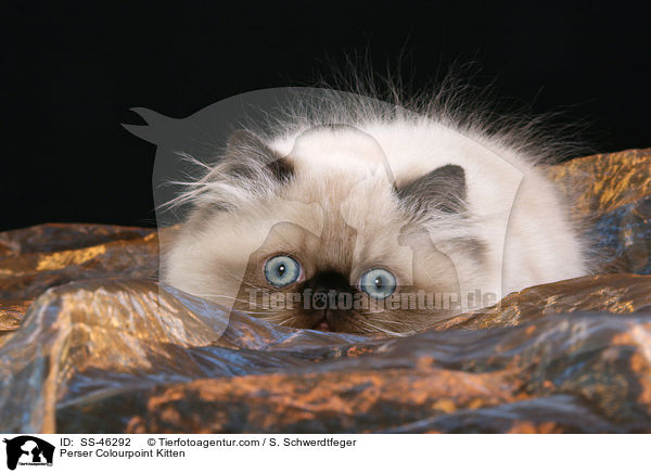 Perser Colourpoint Kitten / SS-46292