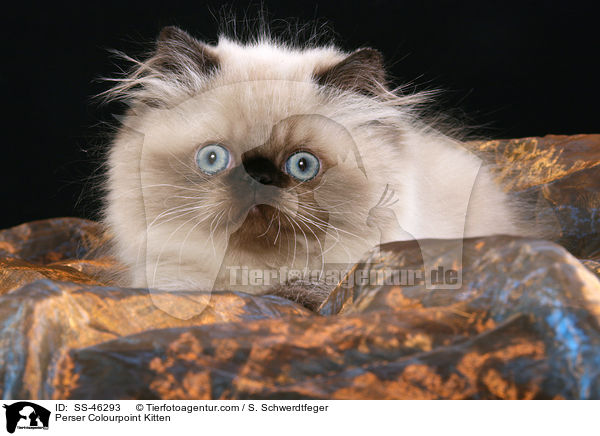 Perser Colourpoint Kitten / SS-46293