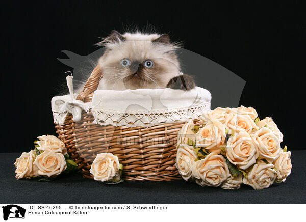 Perser Colourpoint Kitten / SS-46295
