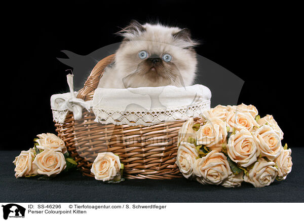 Perser Colourpoint Kitten / SS-46296
