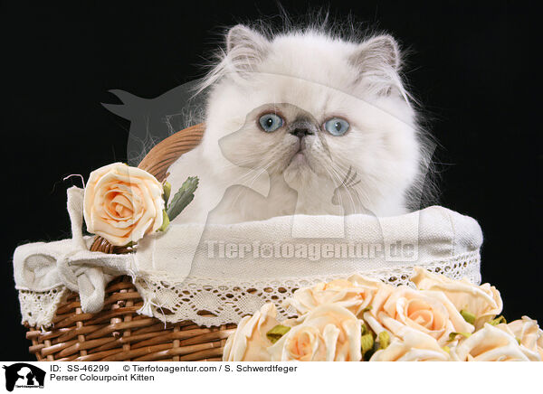 Perser Colourpoint Kitten / SS-46299