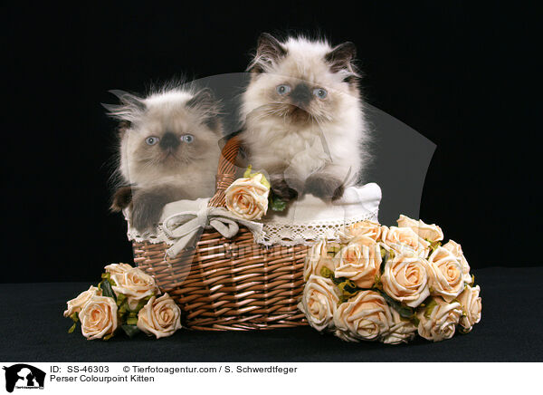 Perser Colourpoint Kitten / SS-46303