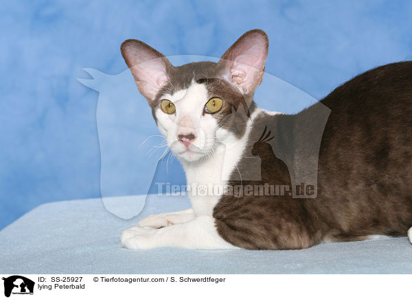 liegende Peterbald / lying Peterbald / SS-25927
