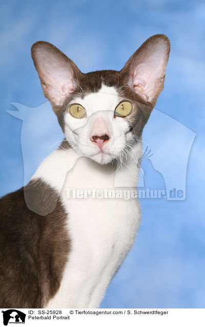 Peterbald Portrait / Peterbald Portrait / SS-25928