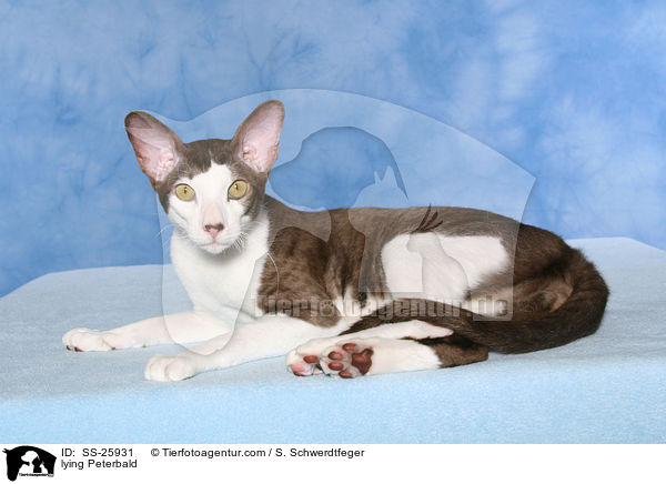 lying Peterbald / SS-25931