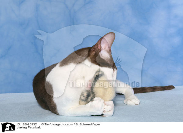 playing Peterbald / SS-25932