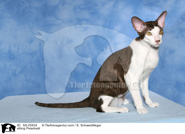sitting Peterbald / SS-25934