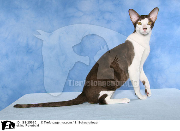 sitting Peterbald / SS-25935