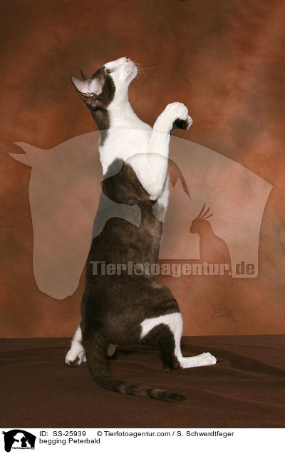 begging Peterbald / SS-25939