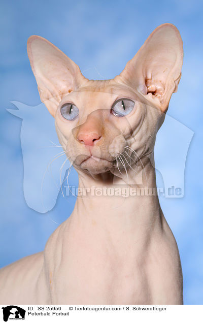 Peterbald Portrait / SS-25950