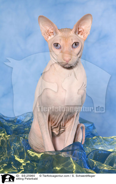 sitting Peterbald / SS-25960