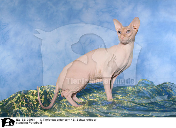 standing Peterbald / SS-25961
