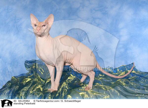 standing Peterbald / SS-25962