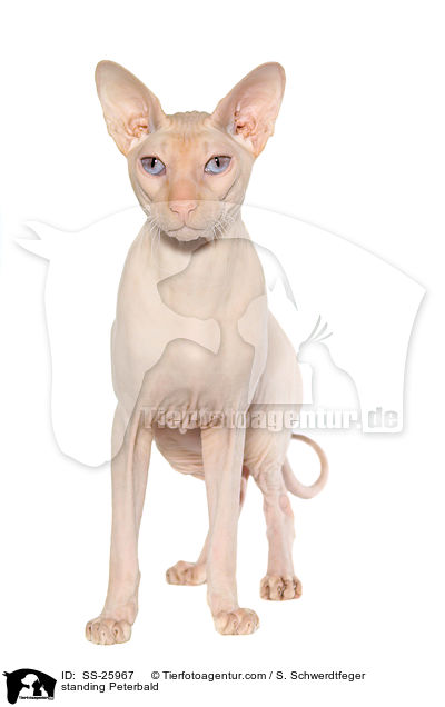 standing Peterbald / SS-25967