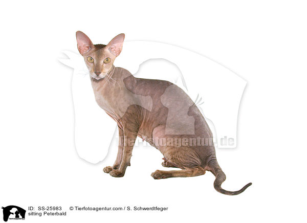 sitting Peterbald / SS-25983