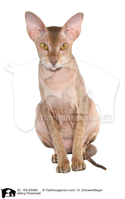 sitting Peterbald / SS-25985