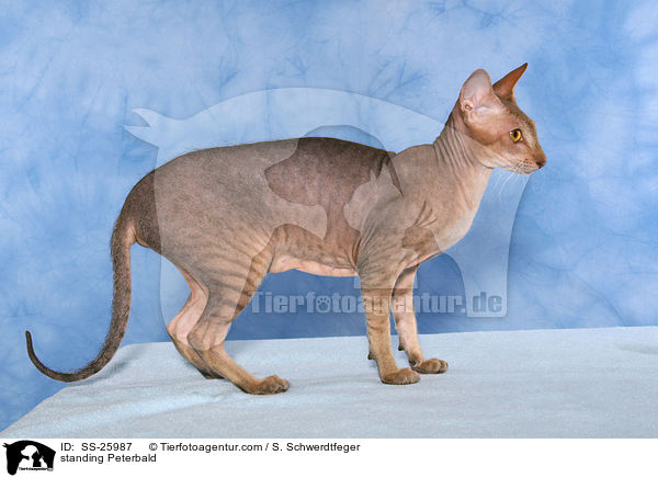 standing Peterbald / SS-25987