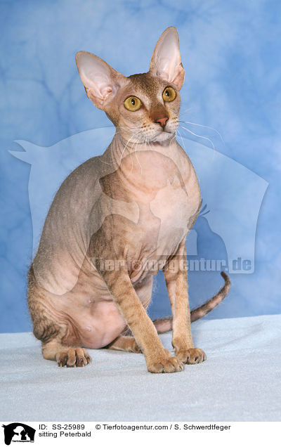 sitting Peterbald / SS-25989