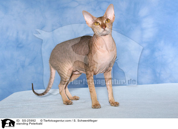 standing Peterbald / SS-25992