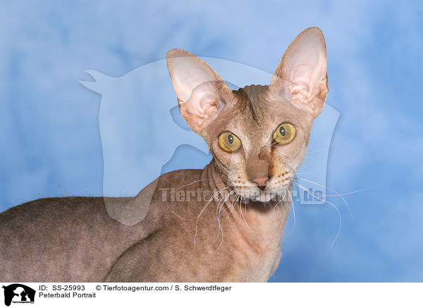 Peterbald Portrait / Peterbald Portrait / SS-25993