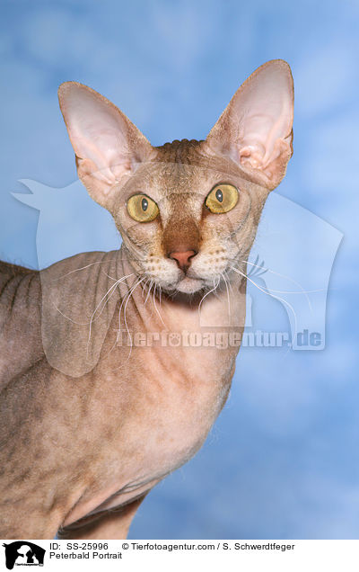 Peterbald Portrait / SS-25996