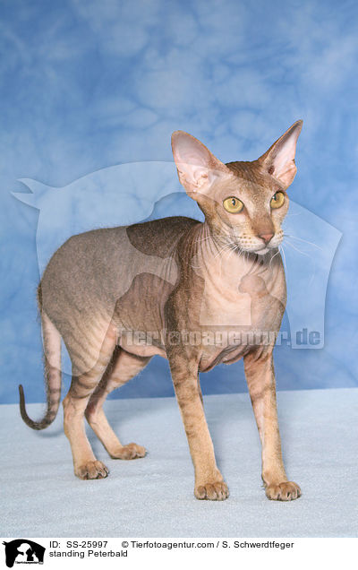 standing Peterbald / SS-25997