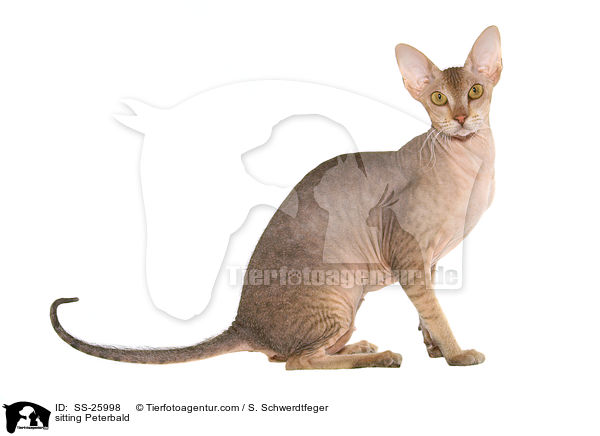 sitting Peterbald / SS-25998
